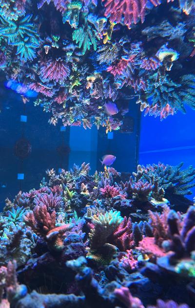 cool reef.jpg
