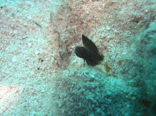 coolblenny.jpg