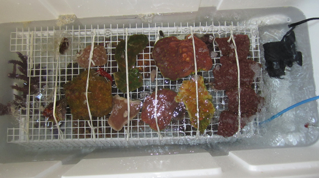 cooler2 upper rack sm.jpg