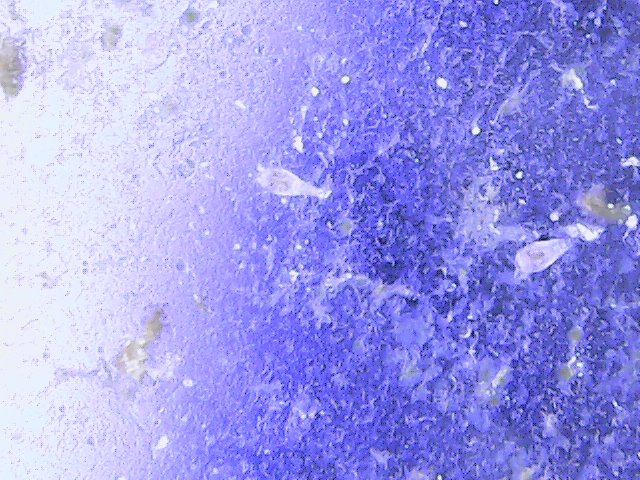 copepod 1.jpg