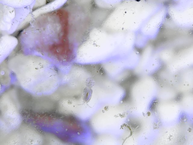 copepod 10.jpg