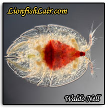copepod-left.jpg