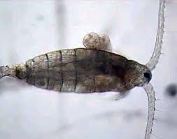 copepods.jpg