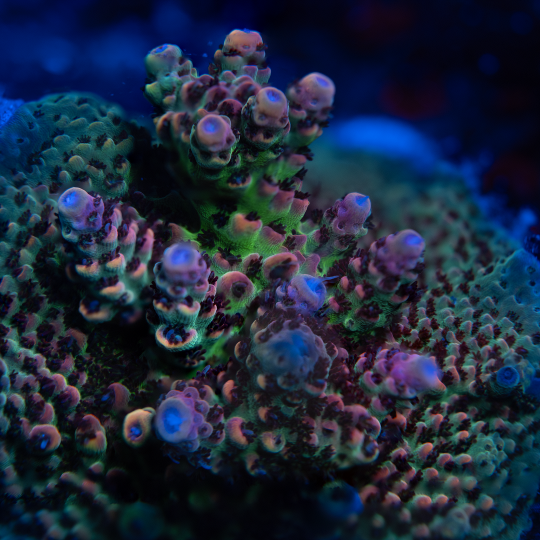 Copy of Copy of All Zoanthids Are Sold Per Polyp (1).png
