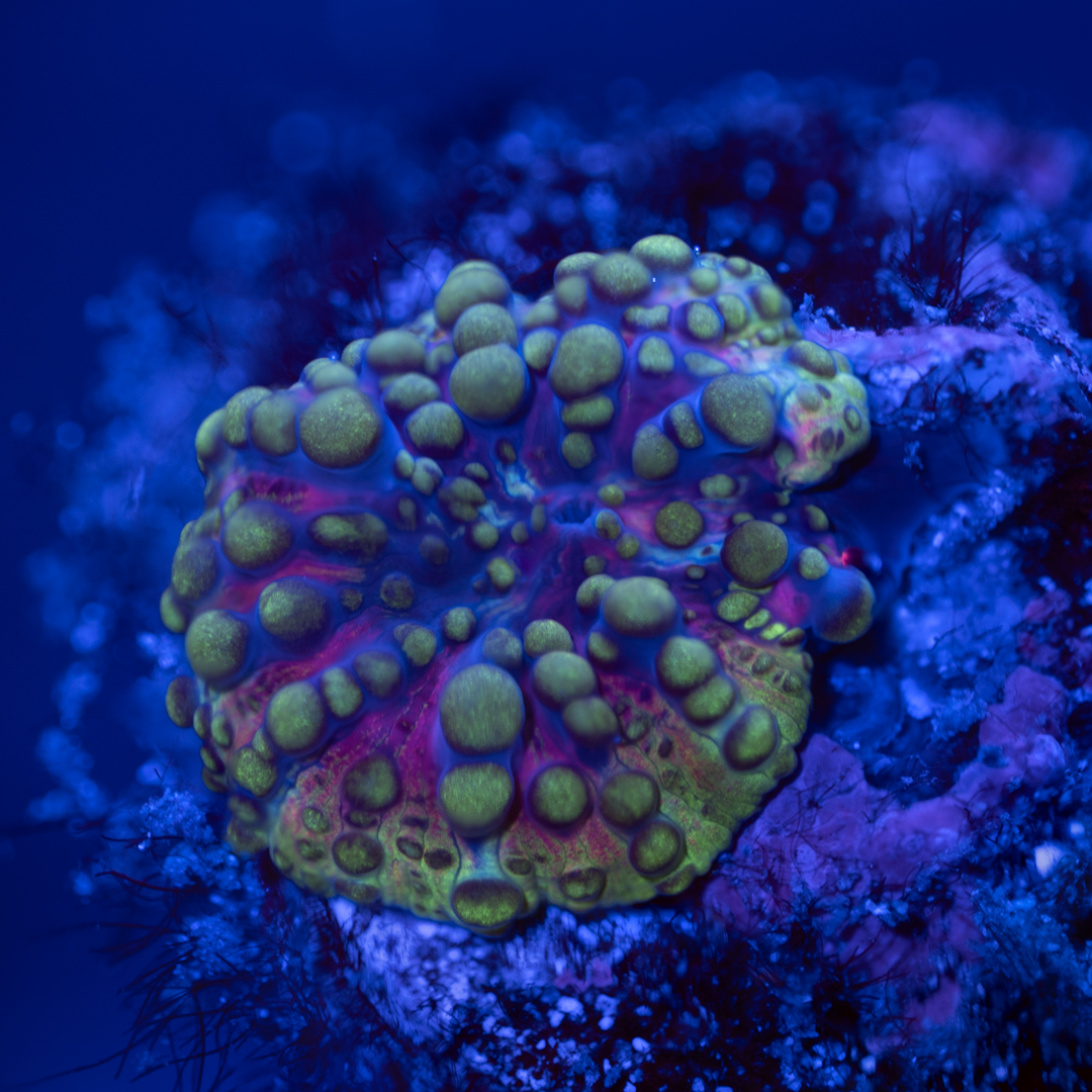 Copy of Copy of All Zoanthids Are Sold Per Polyp (4).png