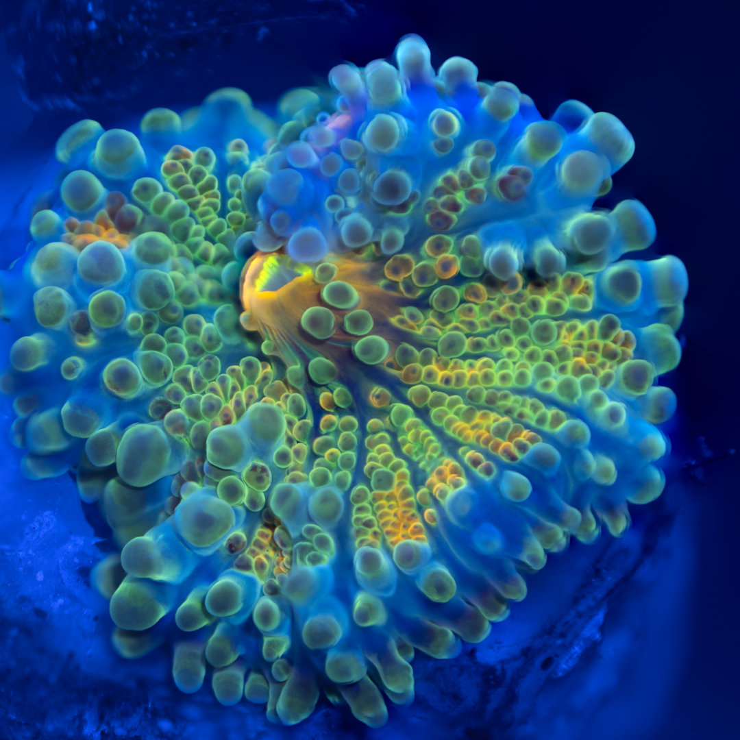 Copy of Copy of All Zoanthids Are Sold Per Polyp (8).png