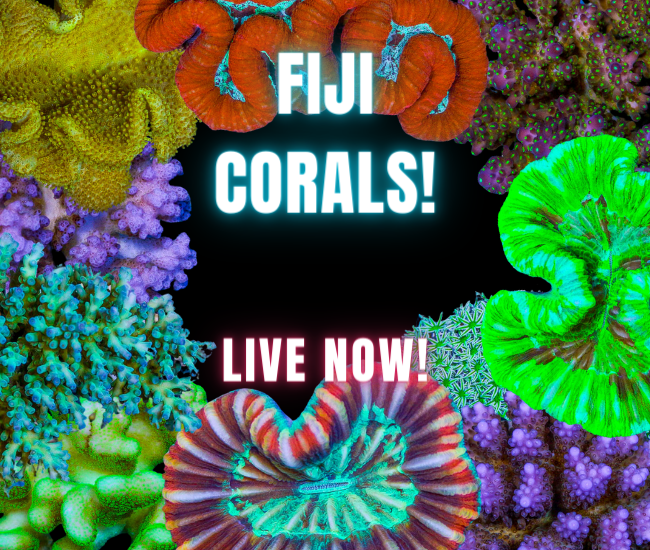 Copy-of-Copy-of-new-corals.png