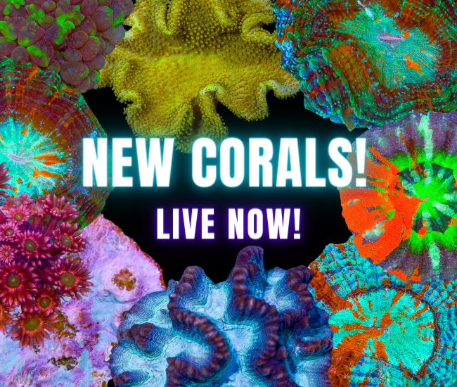 Copy of Copy of new corals.png