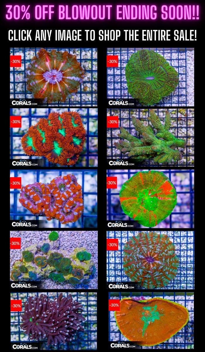 Copy of Copy of top anemone picks (700 × 1200 px) (700 × 1200 px) (700 × 1200 px)(1).jpg