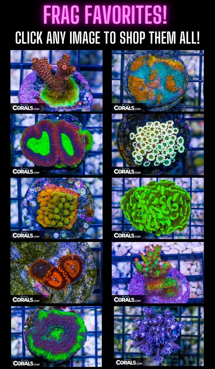Copy of Copy of top anemone picks (700 × 1200 px) (700 × 1200 px) (700 × 1200 px).jpg