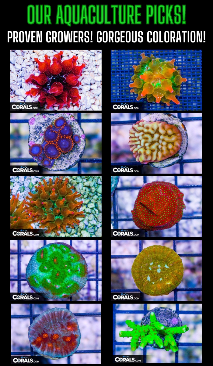 Copy of Copy of top anemones.jpg
