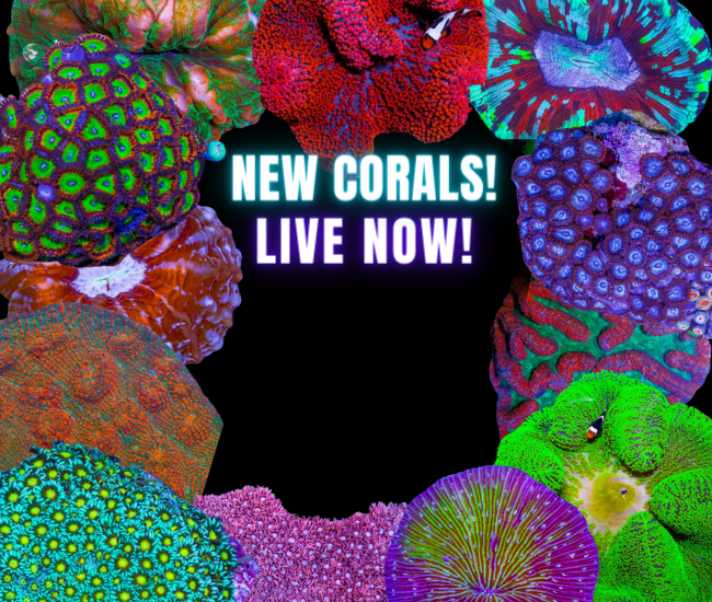 Copy of New Corals 2.26 (650 x 550 px).png