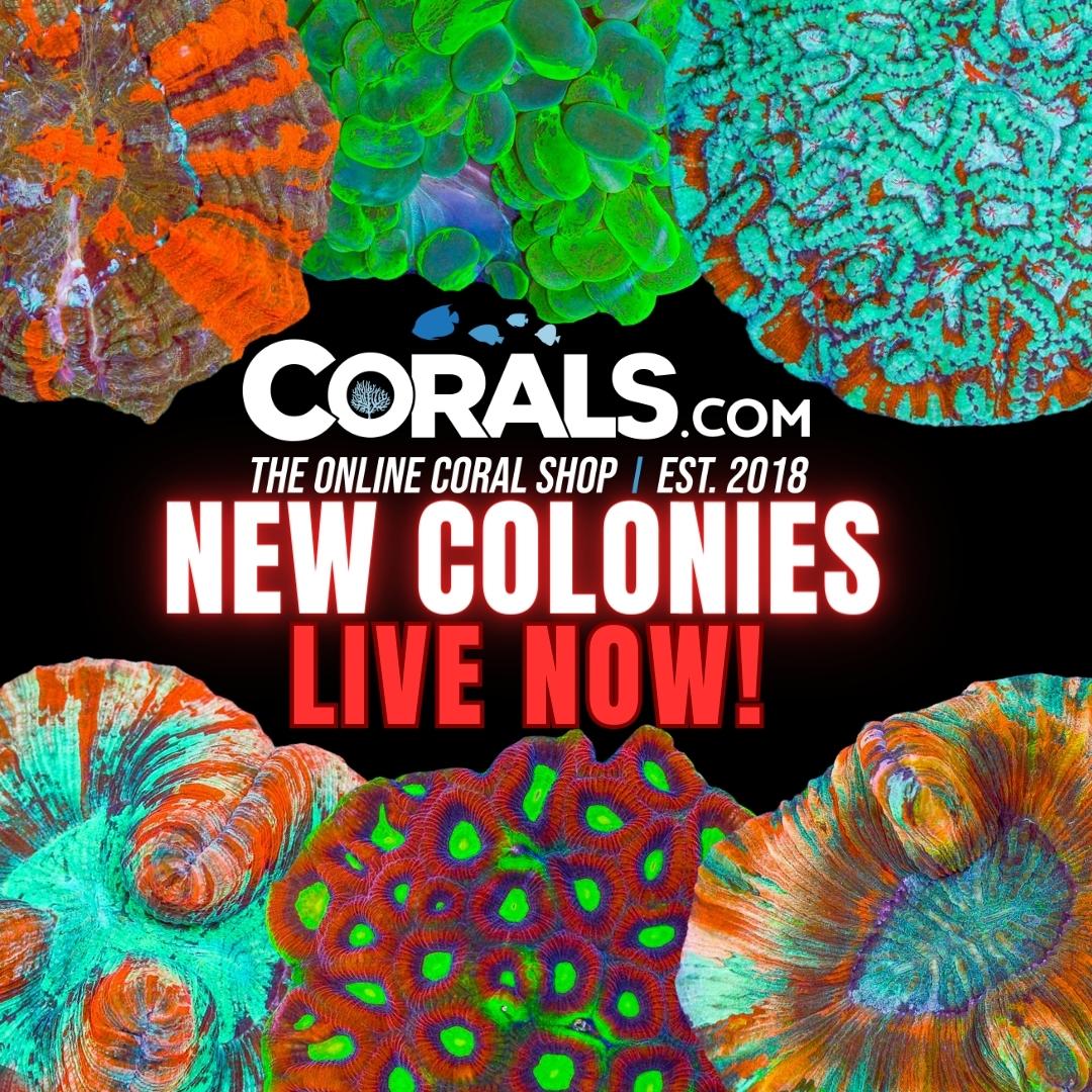 Copy of new corals(2).jpg