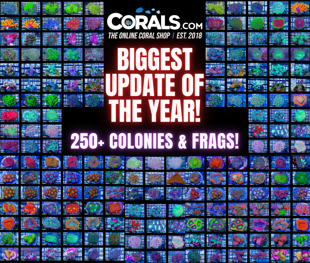 Copy of new corals 5.20.png