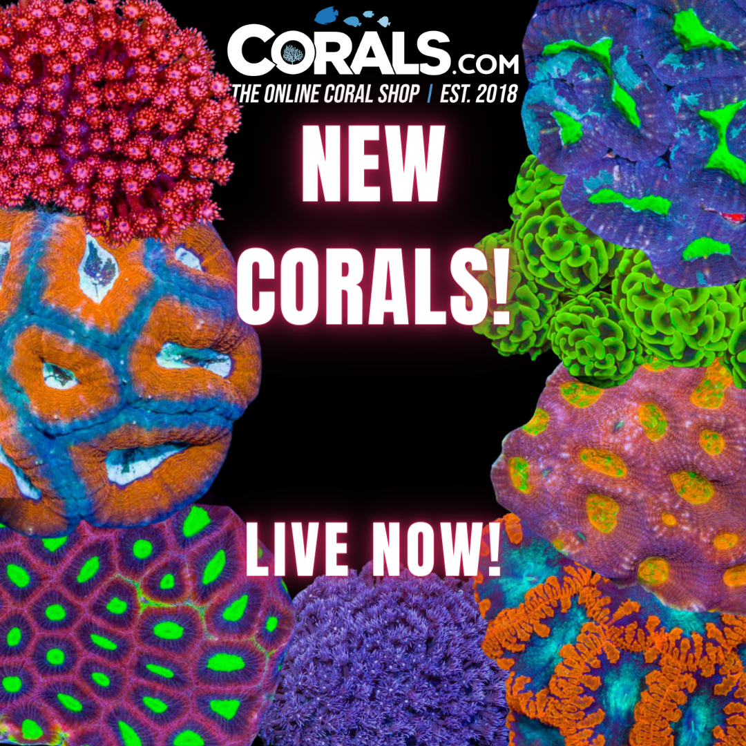Copy of new corals.png