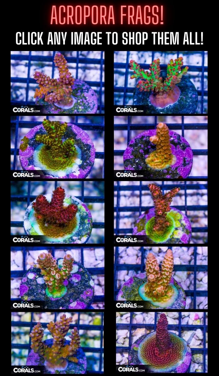 Copy of top anemone picks(2).jpg