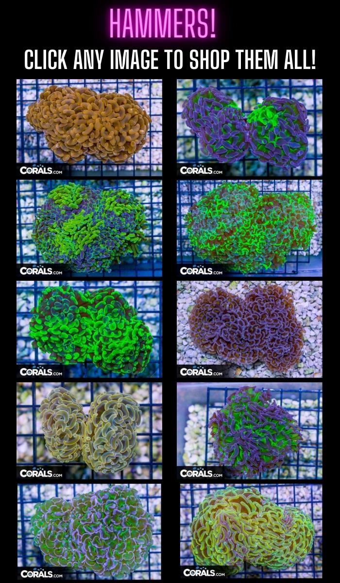 Copy of top anemone picks (700 × 1200 px) (700 × 1200 px) (700 × 1200 px).jpg