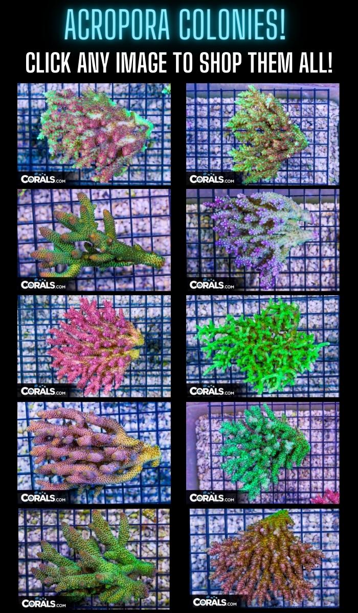 Copy of top anemone picks (700 × 1200 px).jpg