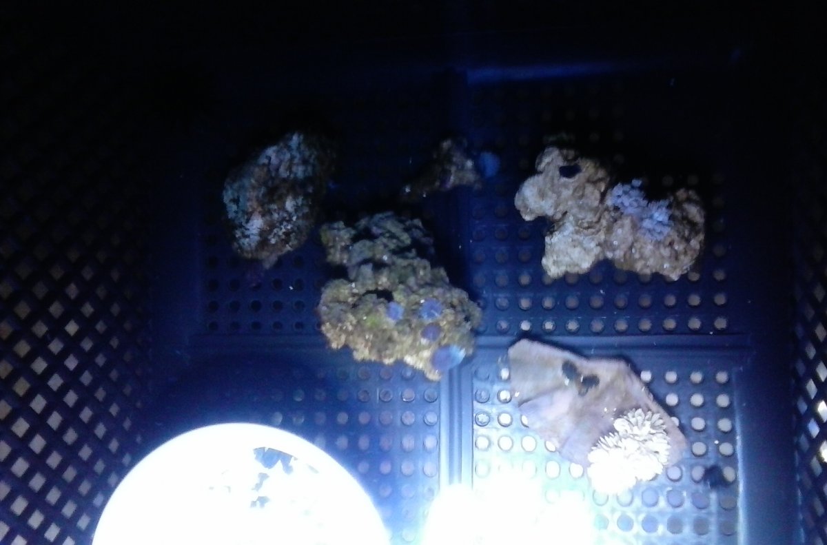 coral 013.jpg
