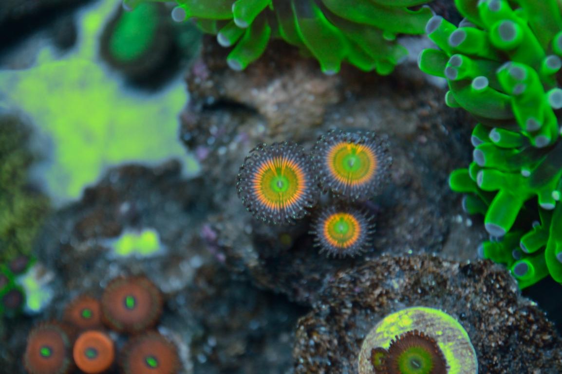 coral-07.jpg