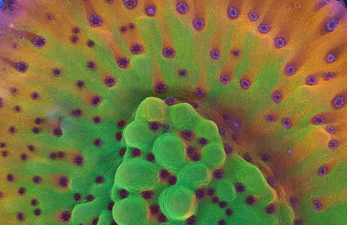 coral-1-1.jpg
