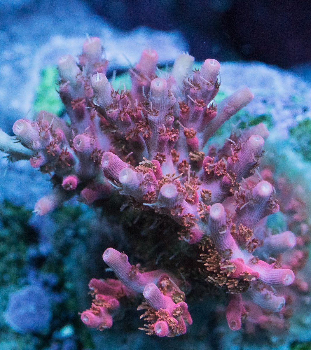 coral-1-2.jpg