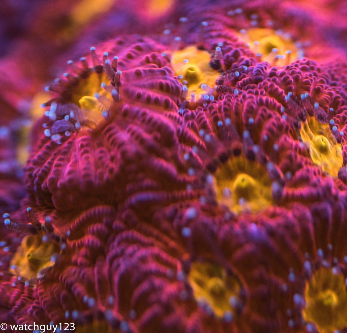 coral-1-3.jpg