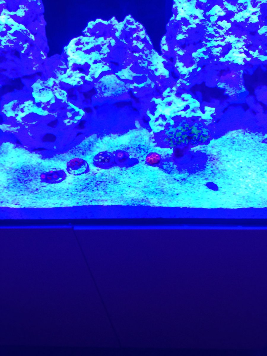 coral 1.jpeg