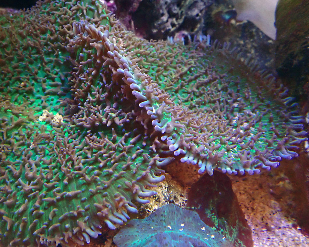 coral-1.jpg