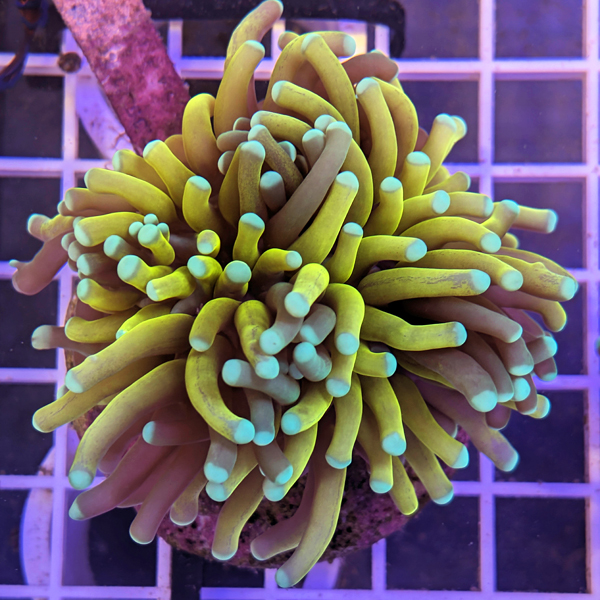 coral (1).jpg