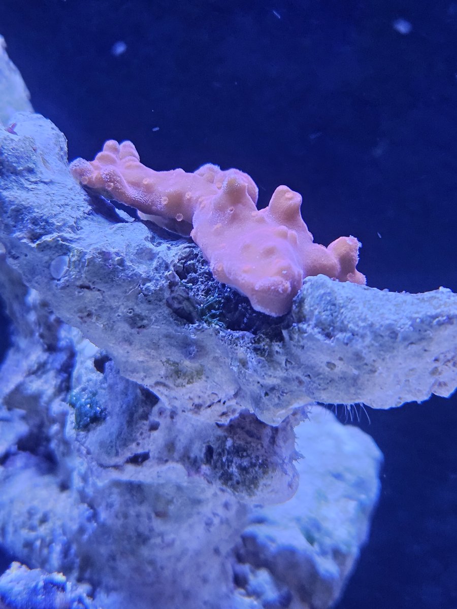Coral 1.jpg