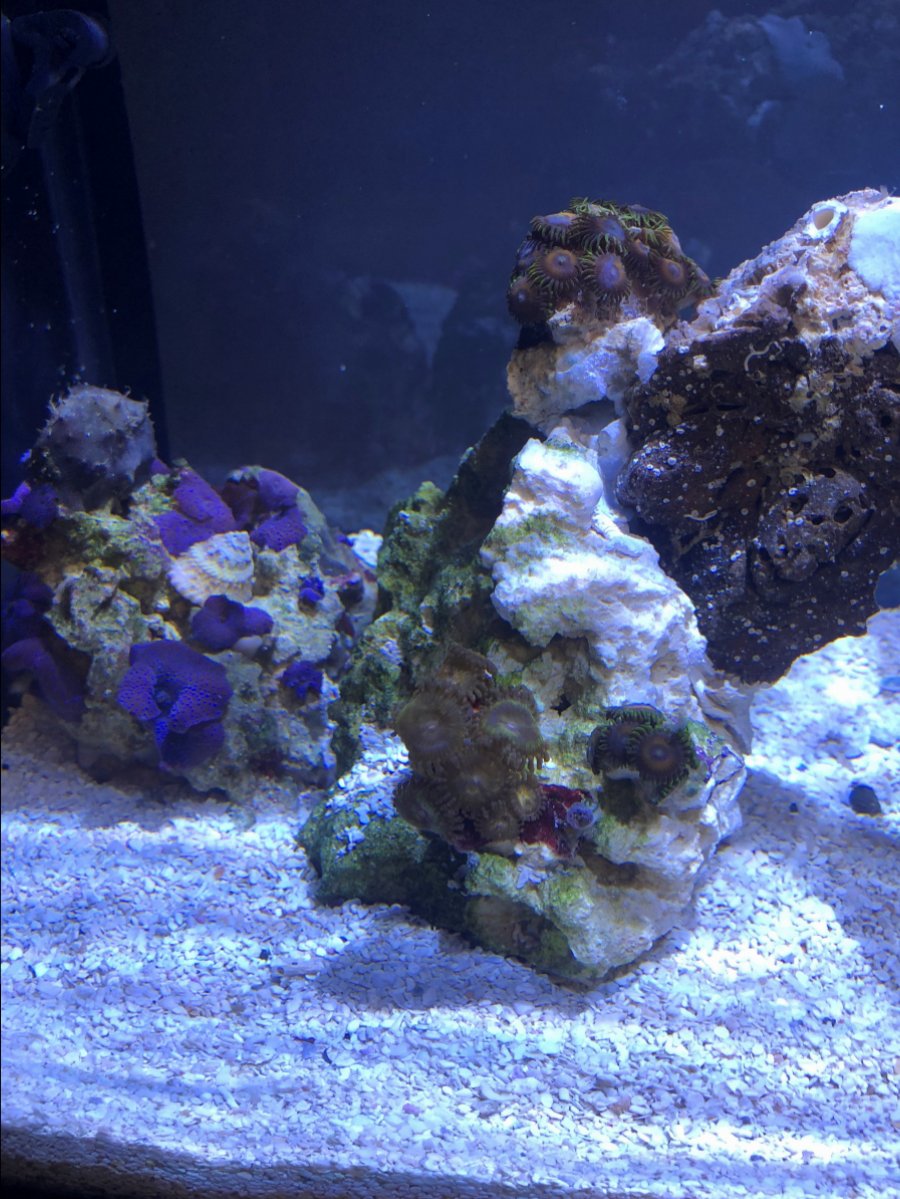 coral 1.jpg