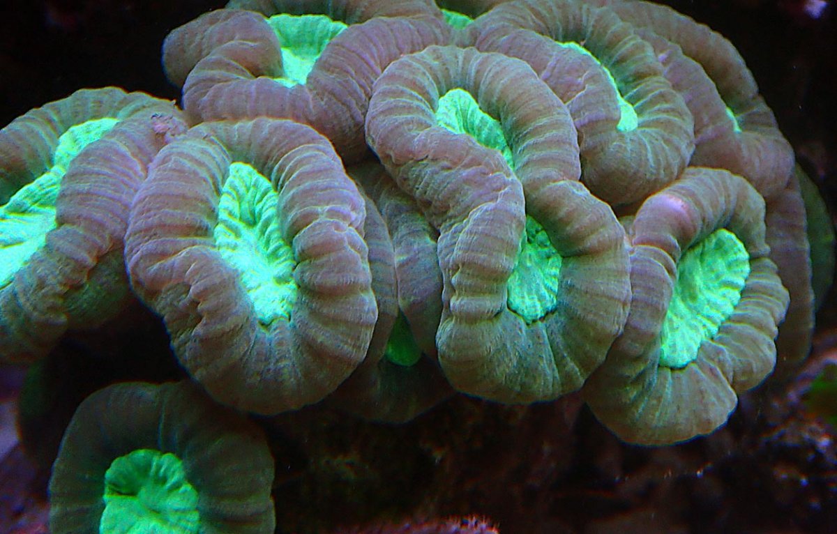 coral-1.jpg