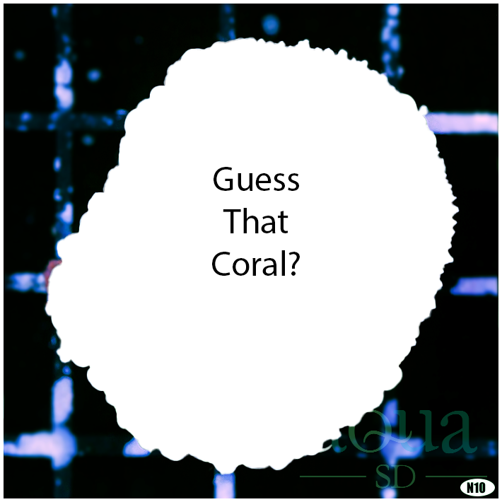 Coral 1.png