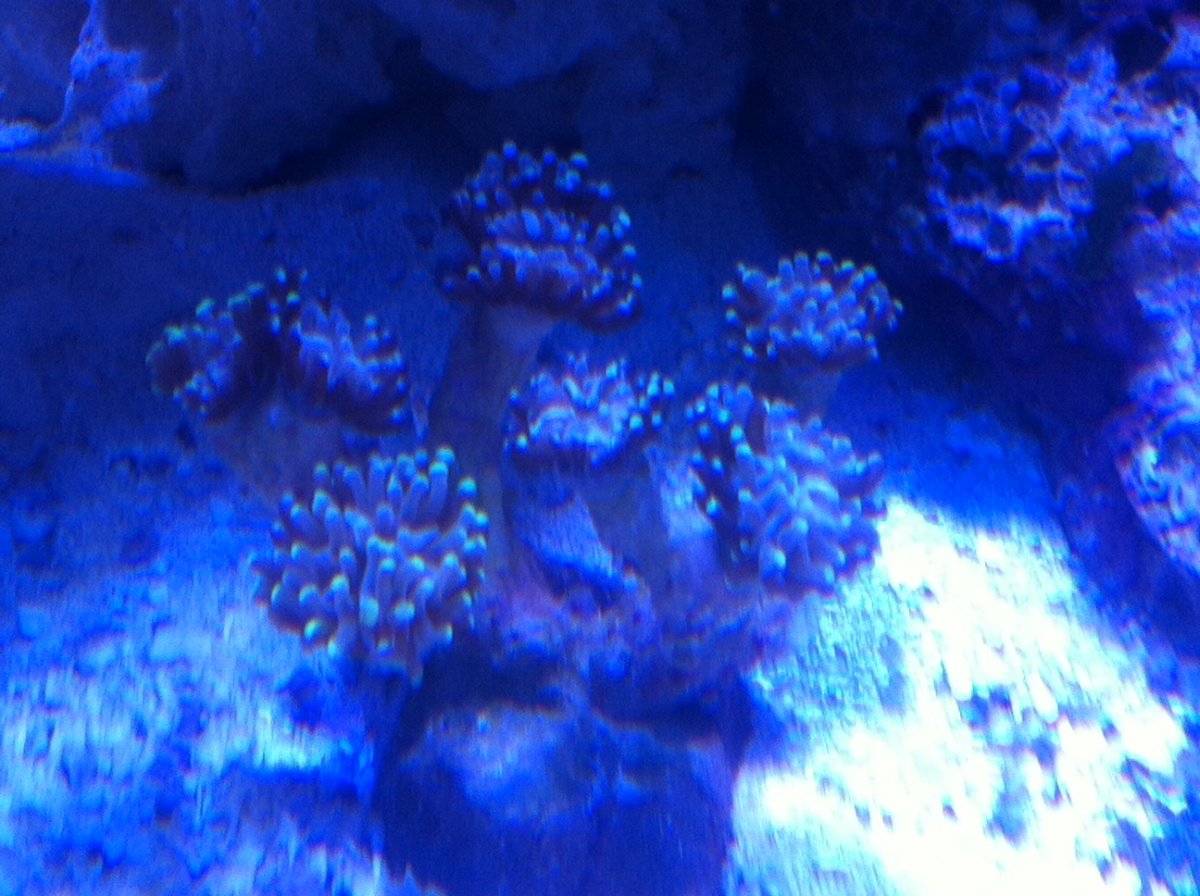 Coral 1 week.jpeg