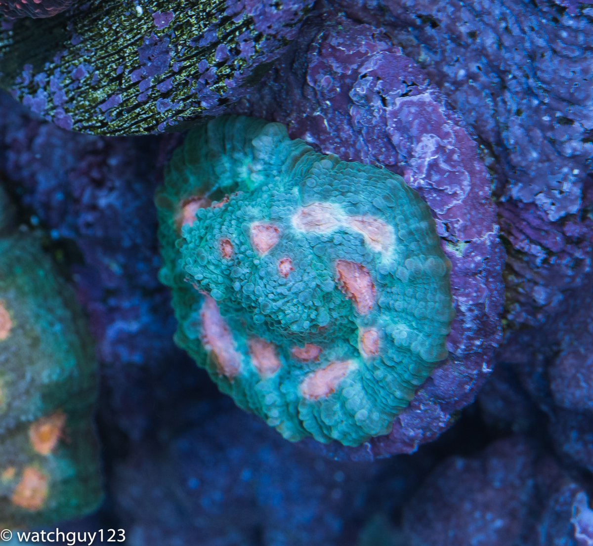 coral-10-2.jpg