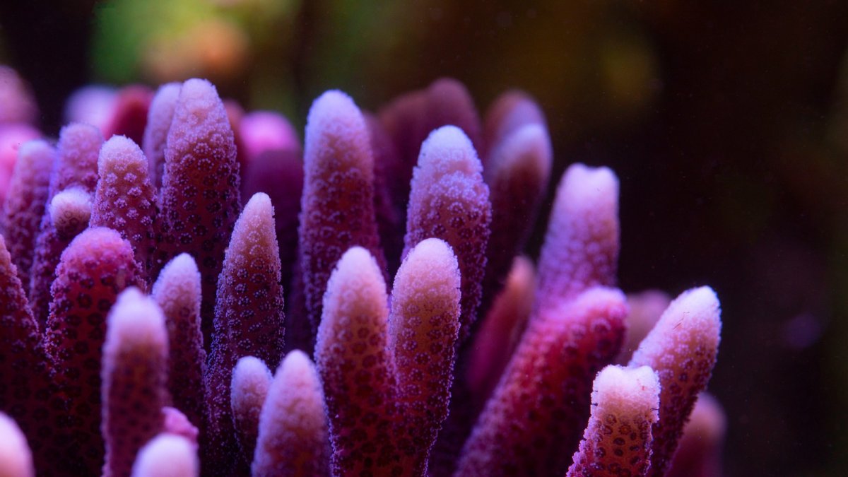 coral 10.jpeg