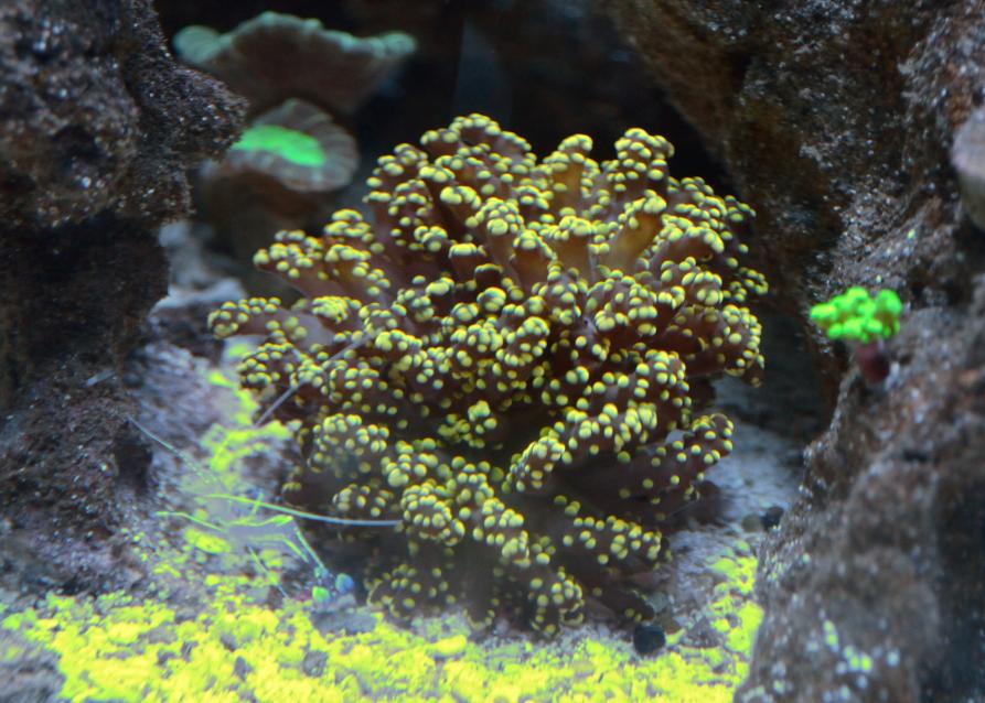 coral-10.jpg