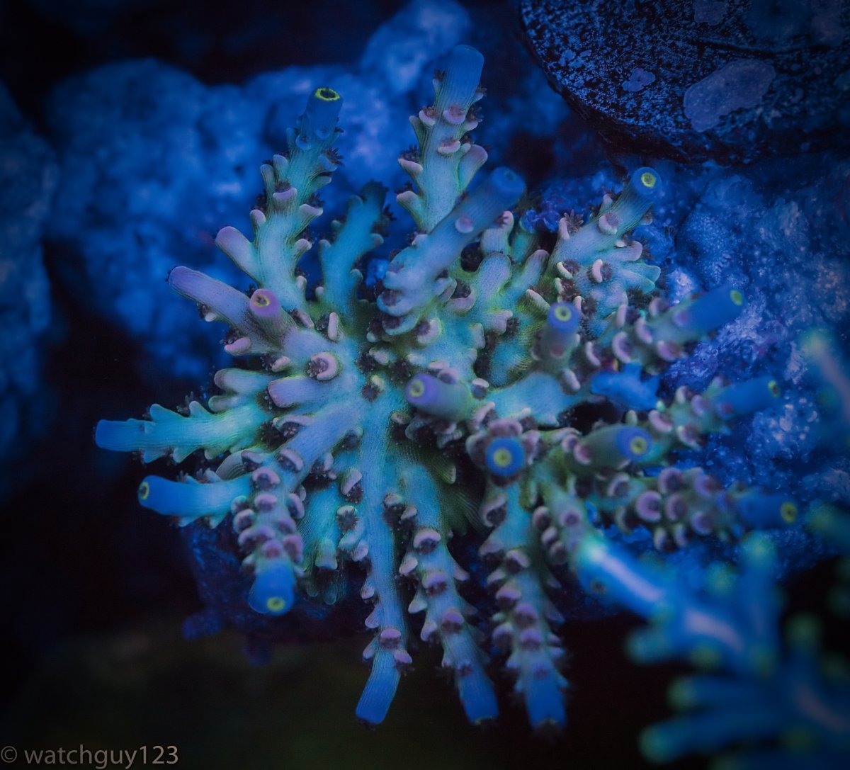 coral-10.jpg