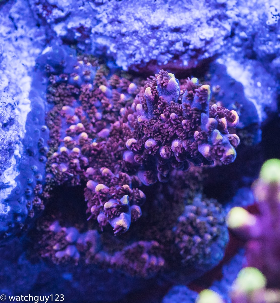 coral-101.jpg