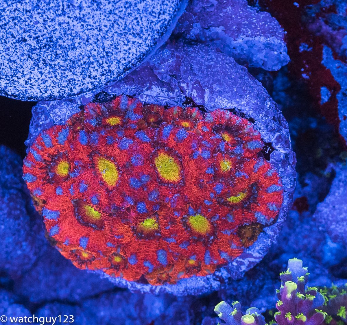 coral-103.jpg