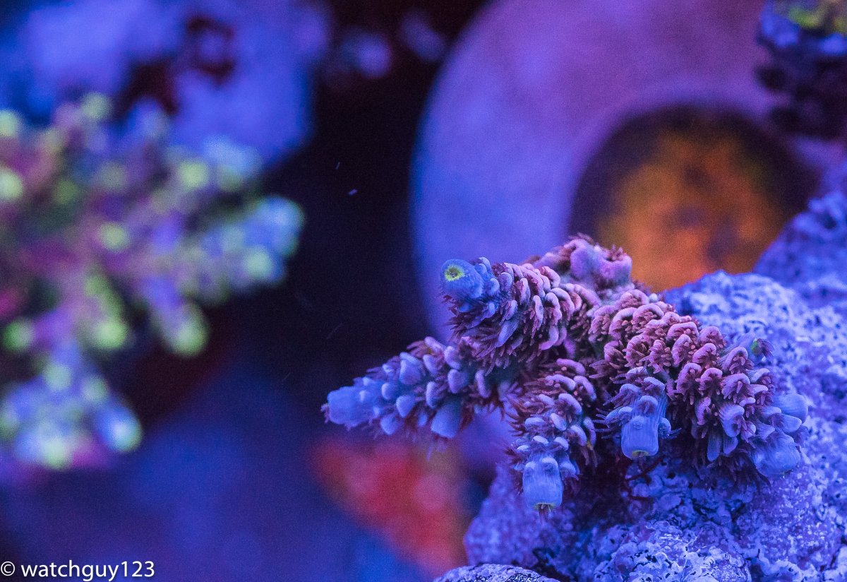 coral-106.jpg