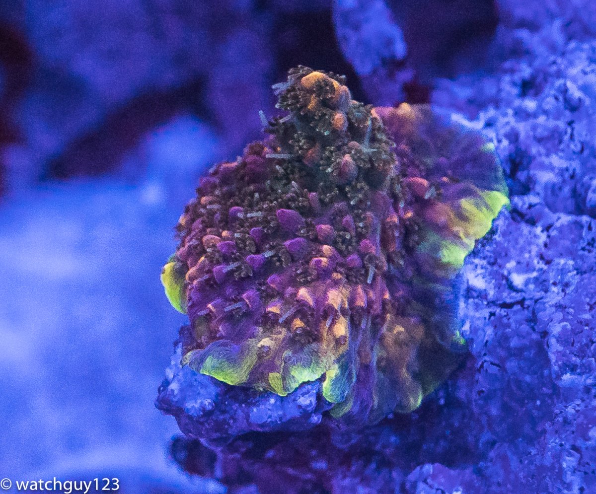 coral-109.jpg