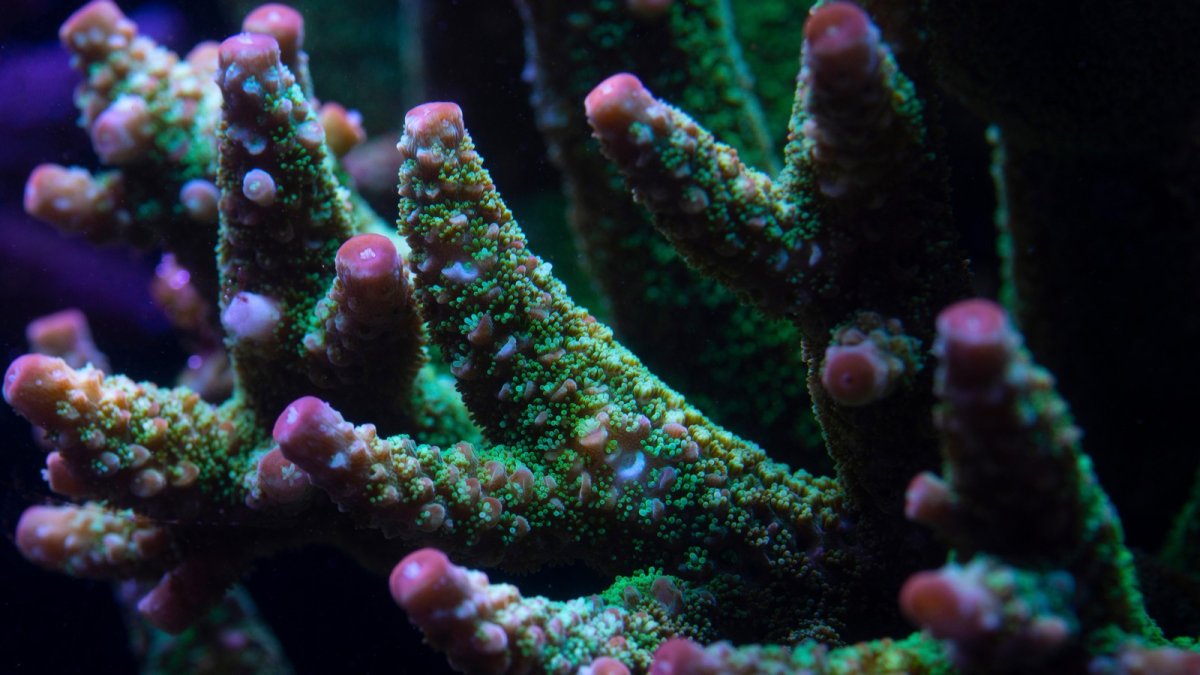 coral 11.jpeg