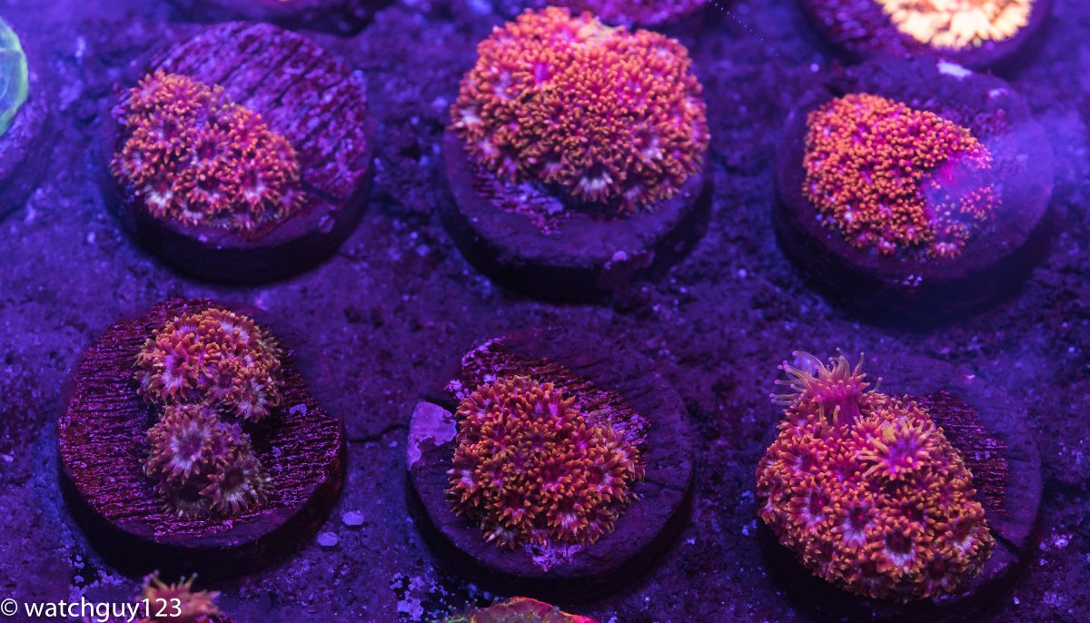 coral-11.jpg