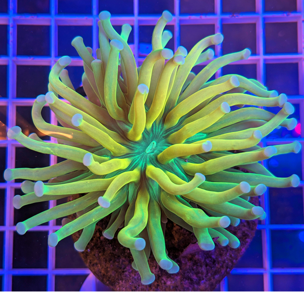 coral (11).jpg