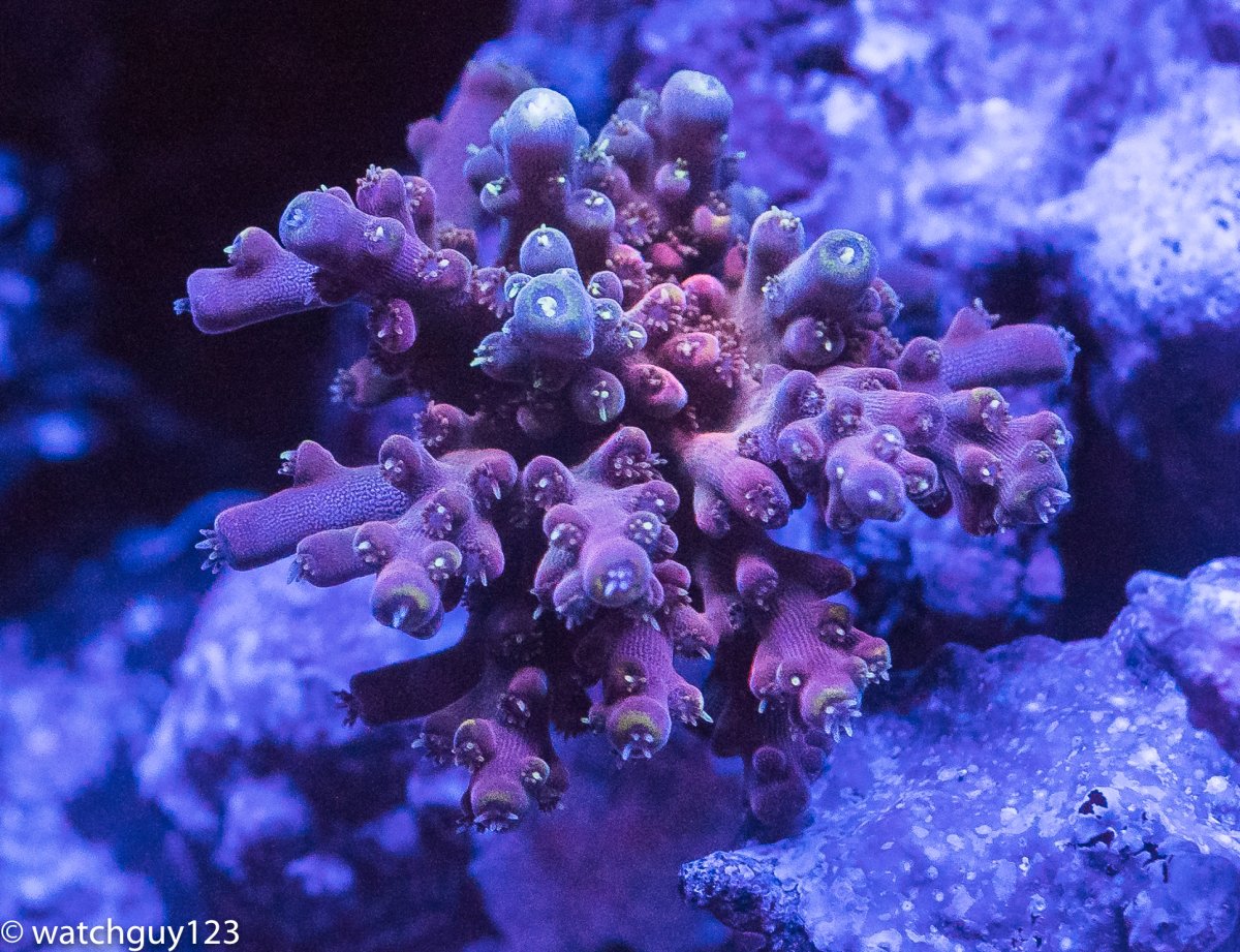 coral-110.jpg