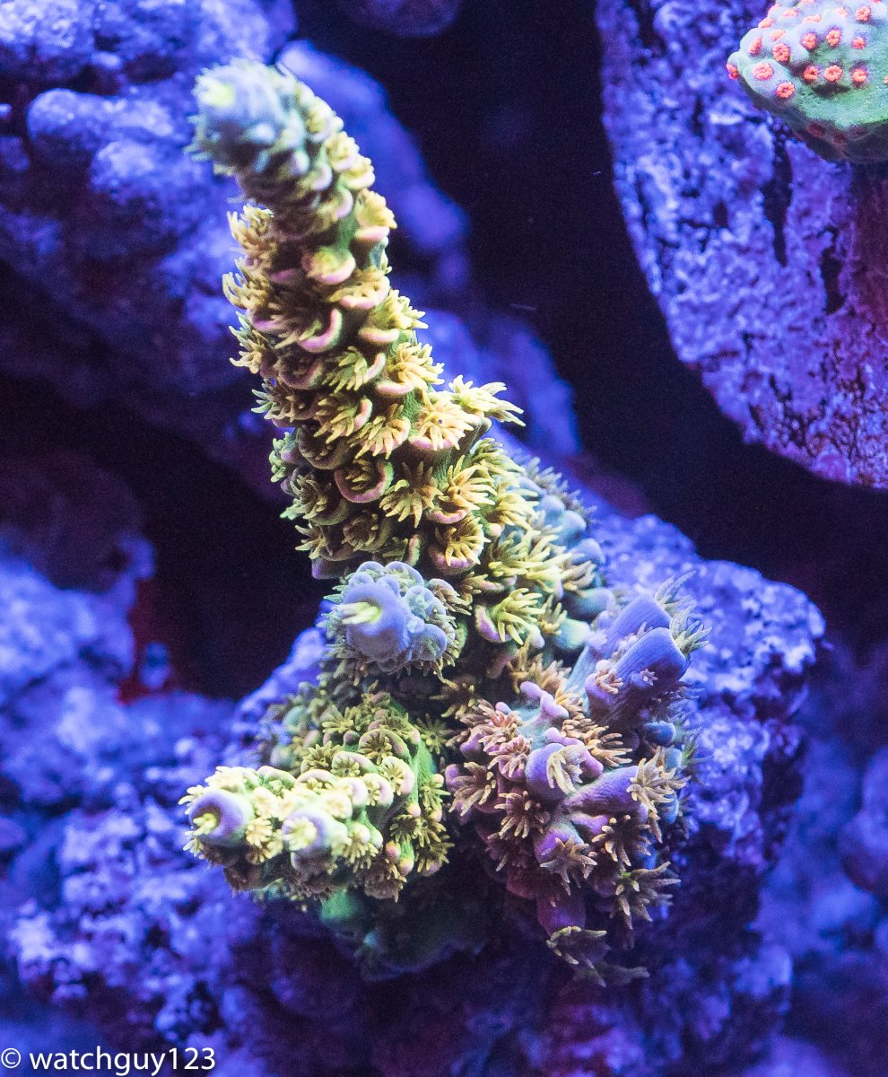 coral-112.jpg
