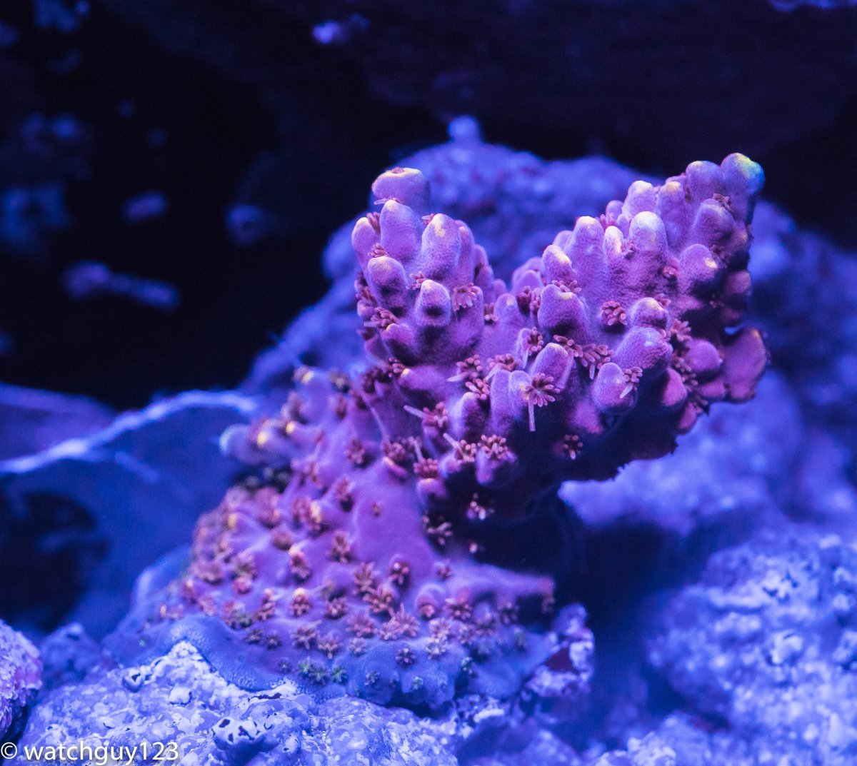 coral-114.jpg