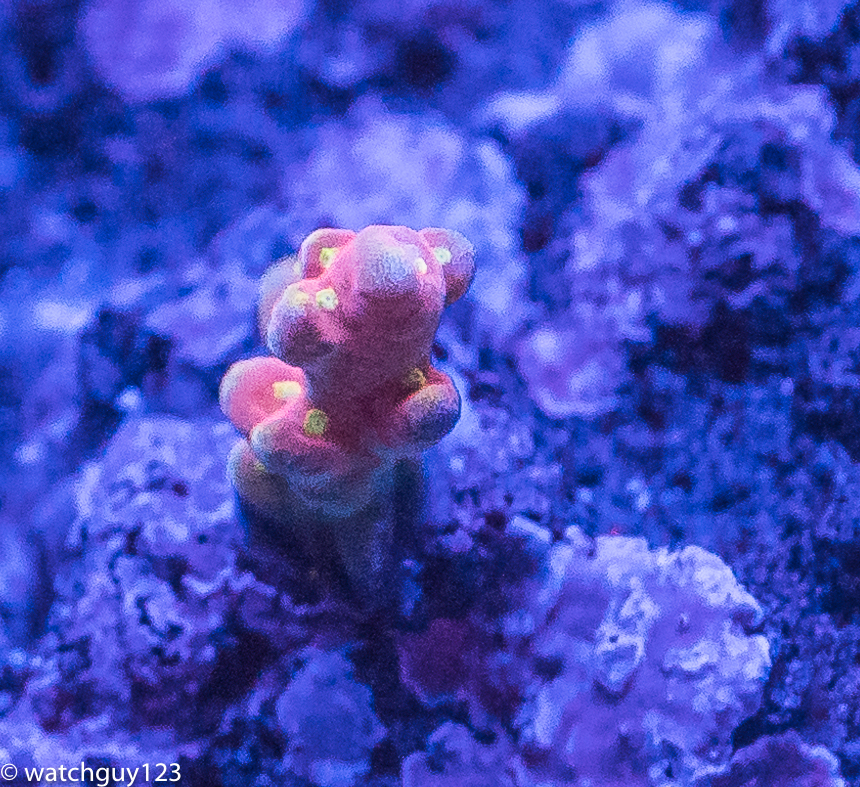 coral-115.jpg
